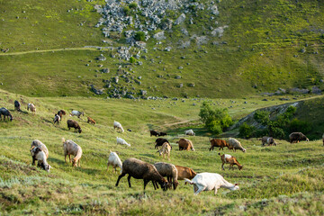 Obraz premium Mountain goats grazing in the Carpathian Mountains of Romania. The happy goat runs on the steep rocks.
