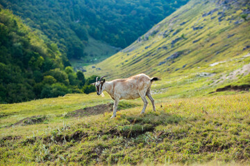 Mountain goats grazing in the Carpathian Mountains of Romania. The happy goat runs on the steep rocks.