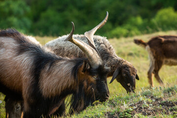 Fototapeta premium Mountain goats grazing in the Carpathian Mountains of Romania. The happy goat runs on the steep rocks.
