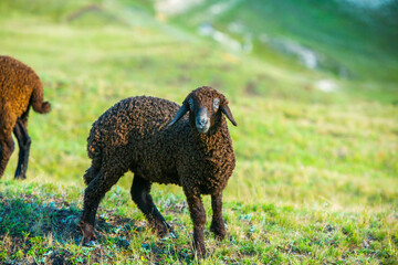 Mountain goats grazing in the Carpathian Mountains of Romania. The happy goat runs on the steep rocks.