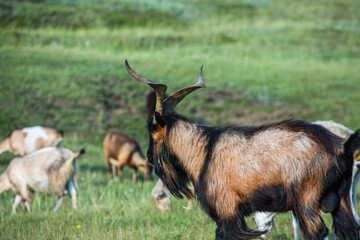 Mountain goats grazing in the Carpathian Mountains of Romania. The happy goat runs on the steep rocks.