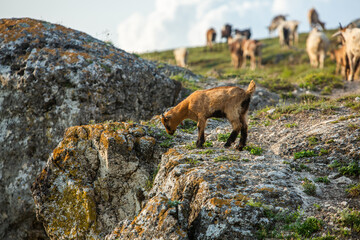 Mountain goats grazing in the Carpathian Mountains of Romania. The happy goat runs on the steep rocks.