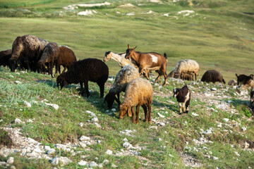 Mountain goats grazing in the Carpathian Mountains of Romania. The happy goat runs on the steep rocks.