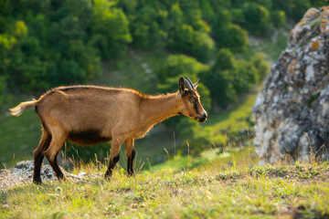Mountain goats grazing in the Carpathian Mountains of Romania. The happy goat runs on the steep rocks.