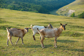 Mountain goats grazing in the Carpathian Mountains of Romania. The happy goat runs on the steep rocks.