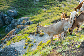 Mountain goats grazing in the Carpathian Mountains of Romania. The happy goat runs on the steep rocks.