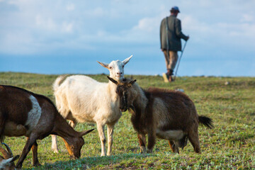 Fototapeta premium Mountain goats grazing in the Carpathian Mountains of Romania. The happy goat runs on the steep rocks.