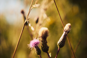 chaber driakiewnik, centaurea scabiosa l. © Marcin Łazarczyk