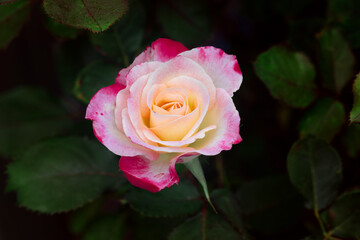 pink and white blooming rose with green leafy background