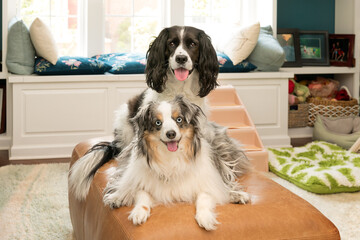 Springer spaniel on top of miniature australian shepherd, smiling on brown ottoman in living room with blue pillows and dog stairs