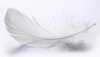 白色の羽（white feather）
