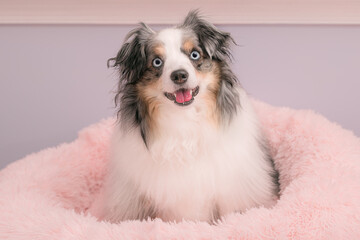happy mini aussie dog with blue eyes in pink bed - adorable blue merle miniature australian shepherd smiling