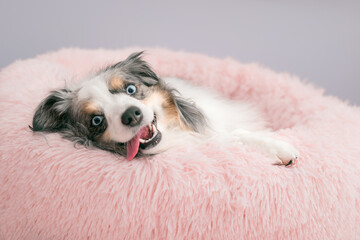 funny mini aussie dog lounging in pink fluffy bed - adorable blue merle miniature australian shepherd with tongue out