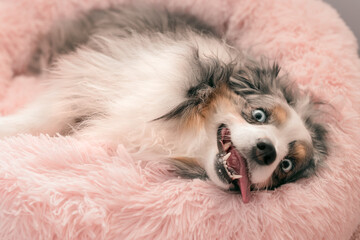 crazy mini aussie dog with tongue hanging out in pink fluffy bed - silly miniature australian shepherd being playful