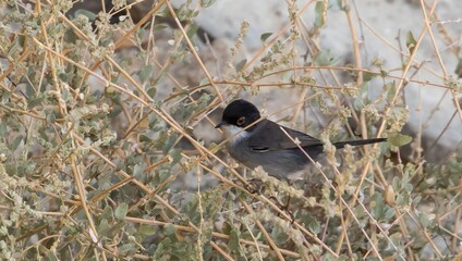 Sardinian Warbler (Sylvia melanocephala) sitting in a tree on Karpathos, Greece.