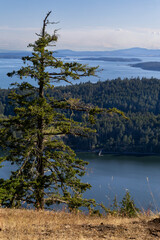 Beautiful tree on Mt Normal viewpoint where it overlooks North Pender Island,  other Gulf Islands and Vancouver Island in the distance.