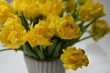 spring flowers - yellow beautiful tulips