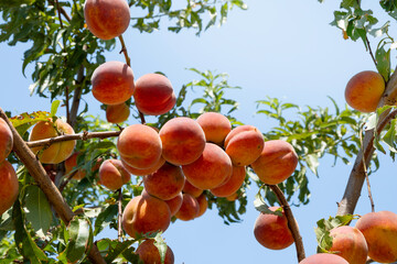 group of ripe peaches on tree branch, sunny day