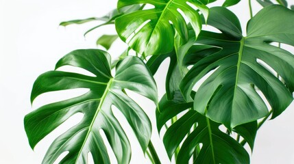 Monstera trees have a newborn and three adult leaves. planted in a white pot work Die-Cut AI generated