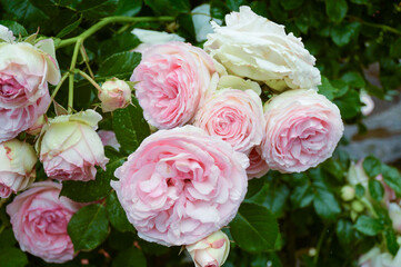 Delicate Pink Rose in Full Bloom