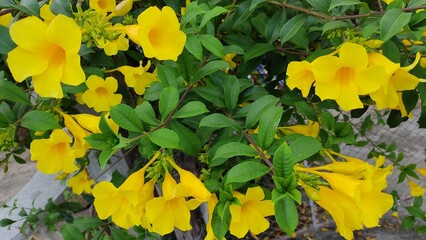 yellow maple leaves