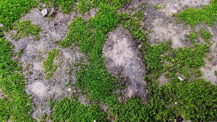 moss on a stone