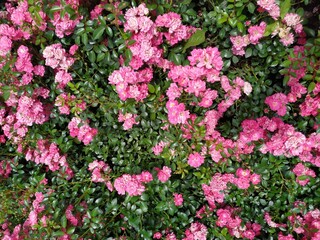 A bunch of beautiful flower in full bloom in a summer garden