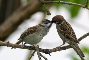 house sparrow feeding youngster