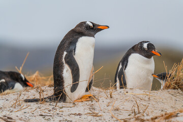 Fototapeta premium Cute Gentoo Penguins Close Up Full Body on Beach in Gypsy Cove Falkland Islands Near Antarctica. Shallow Depth of Field