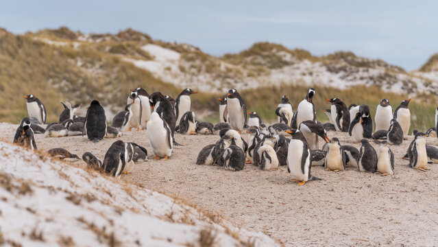 Gentoo Penguin Colony Wide View on Beach in Gypsy Cove Falkland Islands Near Antarctica. Pregnant Females.