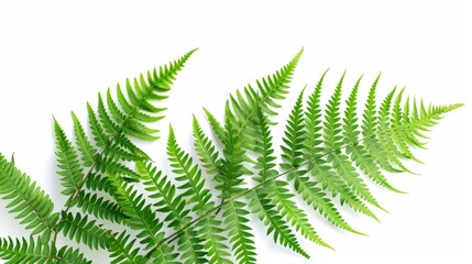 Green fern leaves isolated on a white background