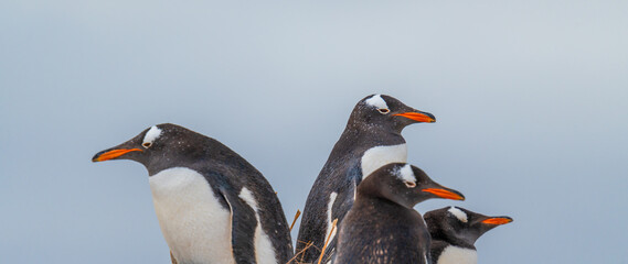 Fototapeta premium Group of Gentoo Penguins in Colony Look in All Directions. Funny Wildlife Soft Blue Background Family Young with Mother and Father.