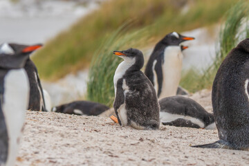 Naklejka premium Group of Gentoo Penguins Rest on Sandy Beach. Young Penguin Sits in Center Daylight Summer in Falkland Islands