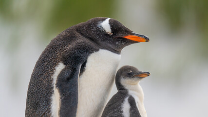 Adorable Gentoo Penguin Mother and Child Family Blurred Background. Eyes Closed Resting Incredible Cinematic Scene Falkland Islands