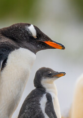Adorable Gentoo Penguin Child and Mother Facing Same Direction with Blurred Background Close Up in Gypsy Cove Falkland Islands