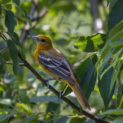 Baltimore Oriole, Icterus galbula, female