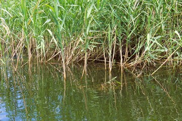 grass in the water