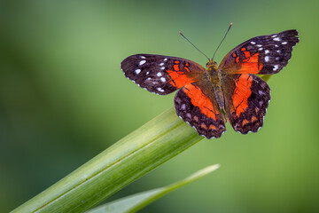 Scarlet Peacock, Anartia amathea, male