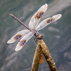 Four-spotted Pennant,Brachymesia gravida