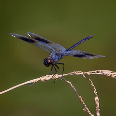 Four-spotted Pennant, Brachymesia gravida