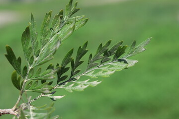 close up of leaves of  southern silky oak (Grevillea robusta)