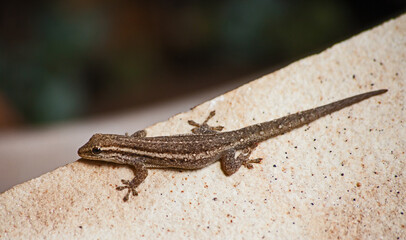 Cape Dwarf Gecko Lygodactylus capensis 5874