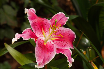 Pink Oriental Lily 5893