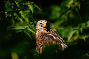 Red kite (Milvus milvus) sitting on a wooden branch, close-up