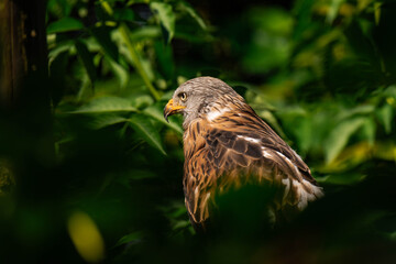 Red kite (Milvus milvus) sitting on a wooden branch, close-up
