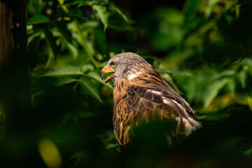 Red kite (Milvus milvus) sitting on a wooden branch, close-up