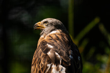 Red kite (Milvus milvus) sitting on a wooden branch, close-up