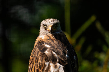 Red kite (Milvus milvus) sitting on a wooden branch, close-up