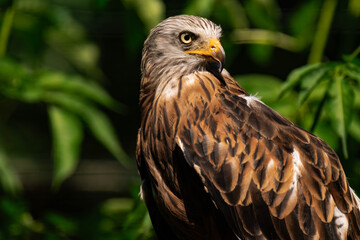 Red kite (Milvus milvus) sitting on a wooden branch, close-up