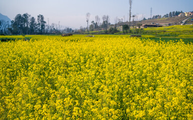 field of yellow flowers